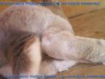 This rabbit has bare patches on their heels that look calloused. They would not be classified as sore hocks.