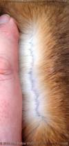 fur fur