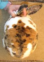 daisy-2020-07-04-15-21-14_wm.jpg