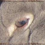 eye eye