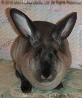 Zelda (steel sable agouti) Bart X Winter