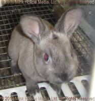 Steel sable agouti. 4 weeks old