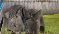 Steel agouti and normal sable