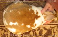 crunchie-2019-11-04-18-28-59_wm.jpg
