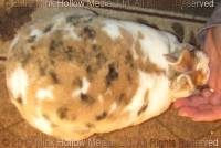 batty-2019-01-27-19-35-23_wm.jpg