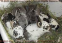 DCD Steel and regular sable agouti. 2 weeks old