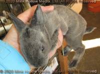 DCD Steel sable agouti. 2 weeks old