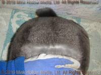 Zelda (steel sable agouti) Bart X Winter