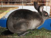 Zelda (steel sable agouti) Bart X Winter