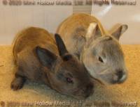 DCD Steel and regular sable agouti. 2 weeks old