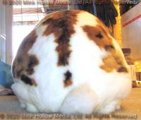 daisy-2020-07-04-15-21-19_wm.jpg