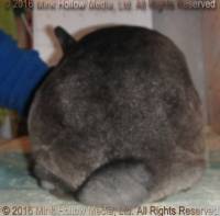 Zelda (steel sable agouti) Bart X Winter